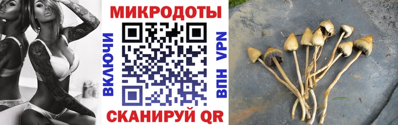 Галлюциногенные грибы Psilocybe  Купить где  Подпорожье 